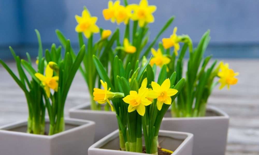 Narcissus edényekben kirakós online