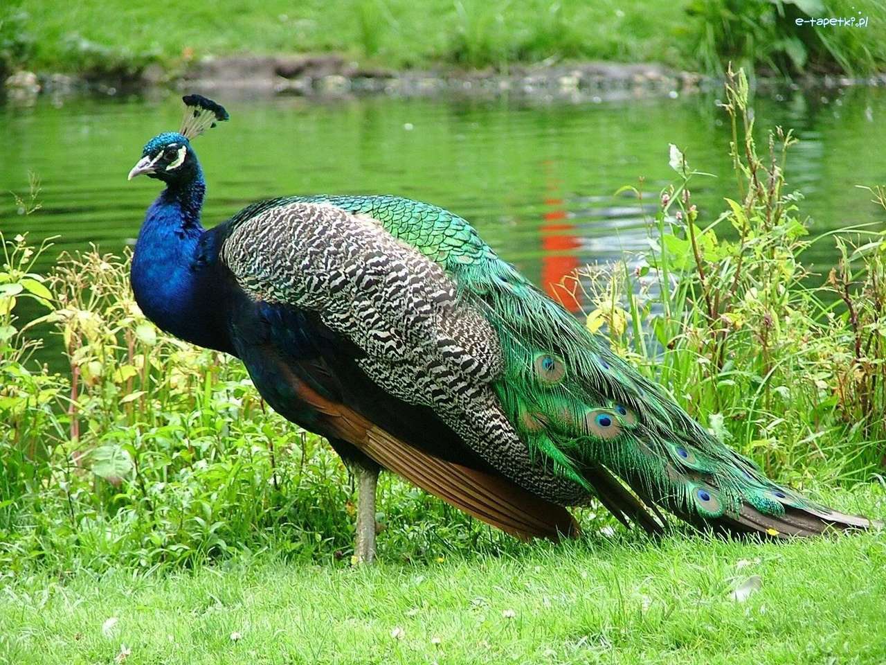 Barevný Peacock. skládačky online