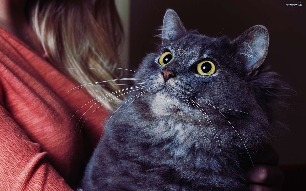 Svart kattens ögon Pussel online