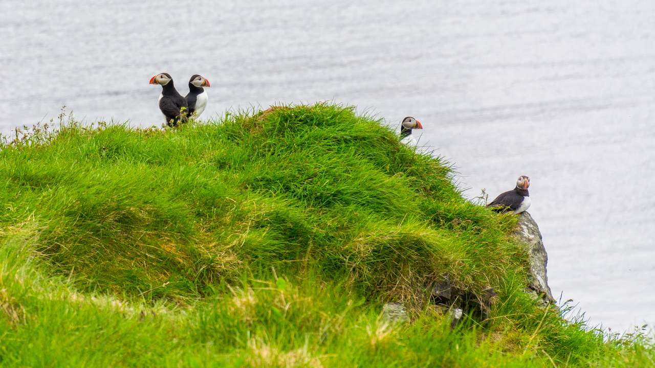 Αστεία πουλιά πάνω από το νερό παζλ online
