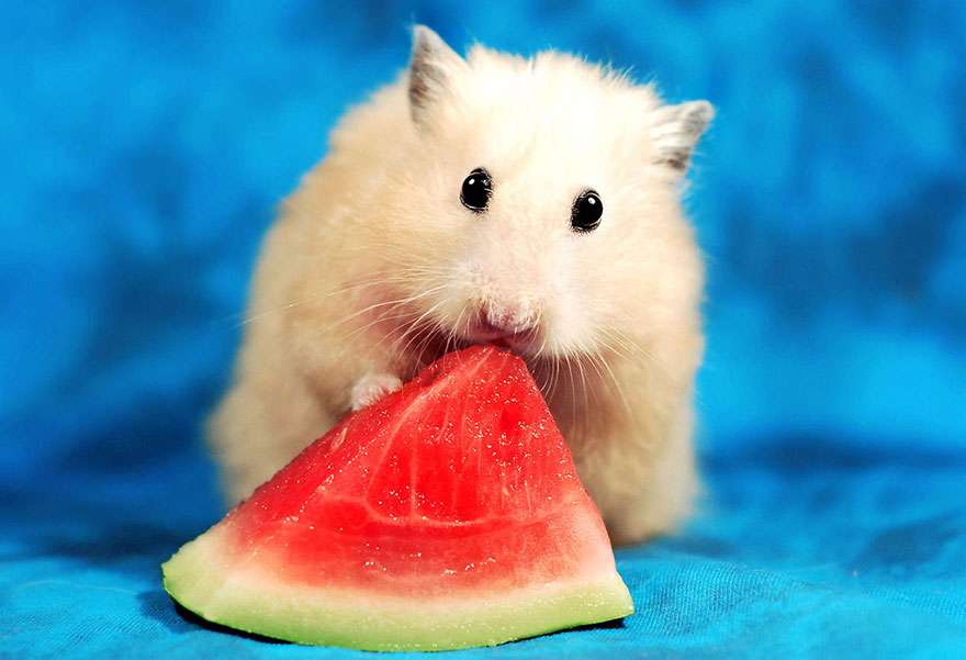 Hamster mangeant une pastèque puzzle en ligne