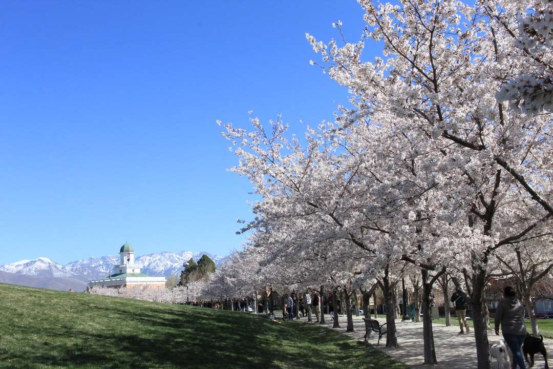 Arbres de fleurs de cerisier blanc sur le champ d'herbe verte puzzle en ligne