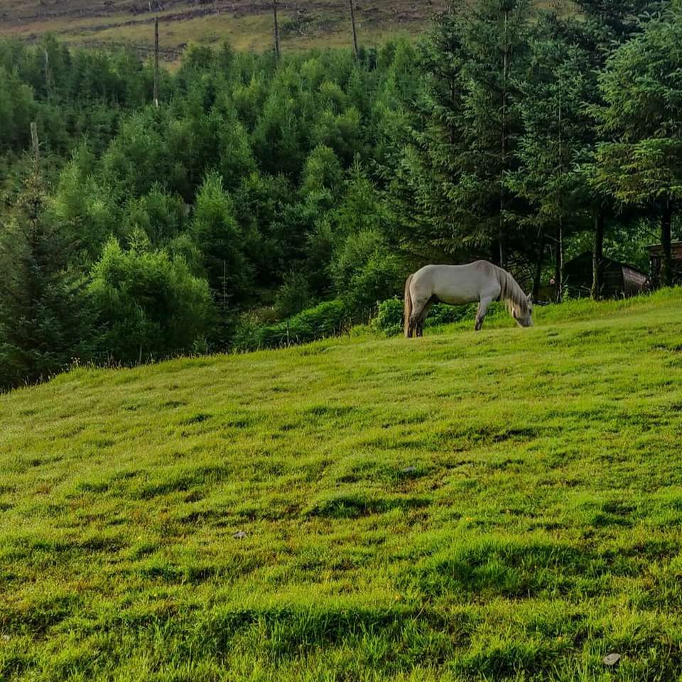 белая лошадь ест траву на зеленом травяном поле в дневное время пазл онлайн