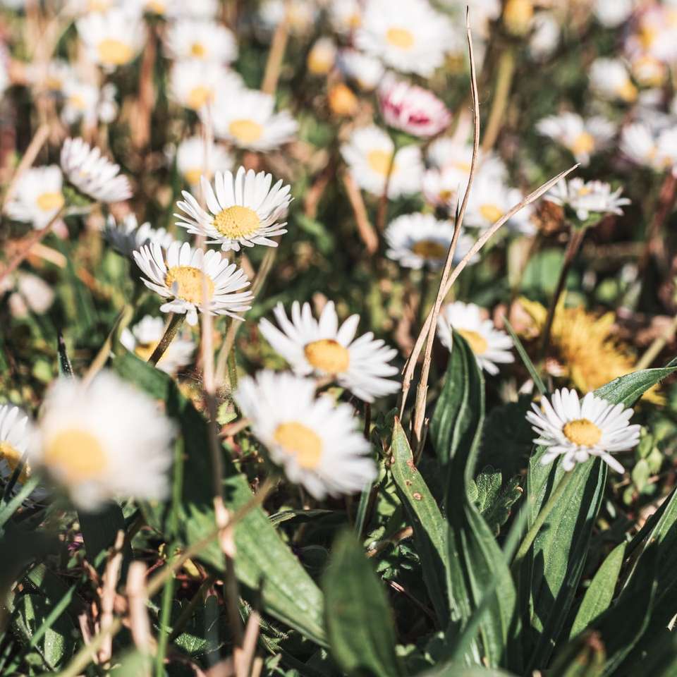 white and yellow flowers in tilt shift lens online puzzle