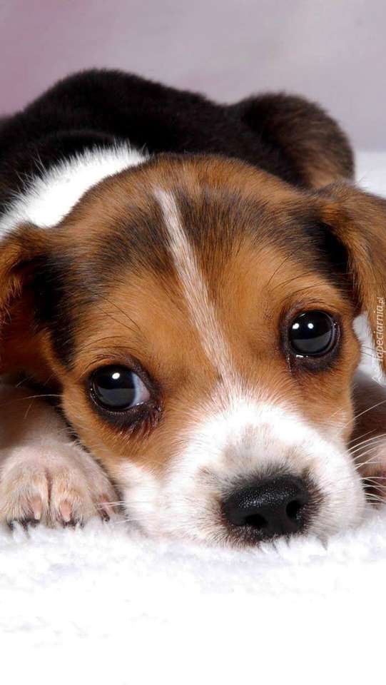 söt beagle Pussel online
