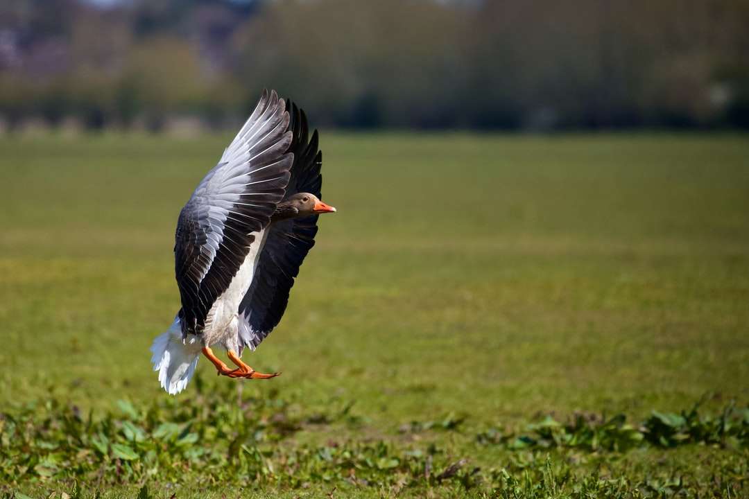 Svartvitt fågel som flyger över grönt gräsfält pussel på nätet