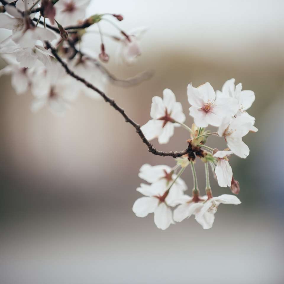 Weiße Kirschblüte in der Nähe von oben Fotografie Online-Puzzle