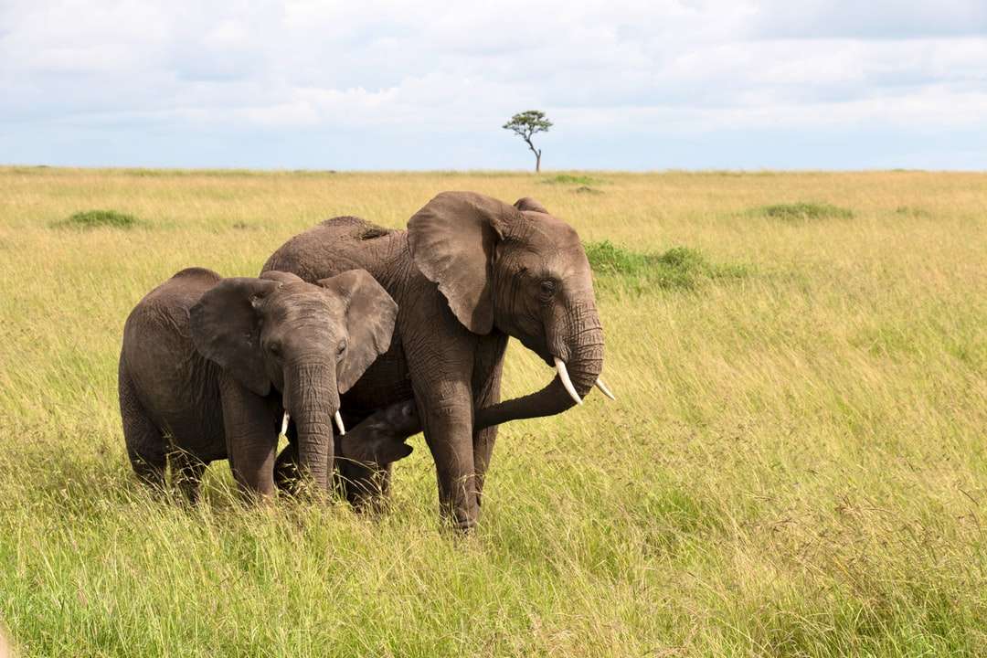 hnědý slon na zelené trávě pole během dne online puzzle