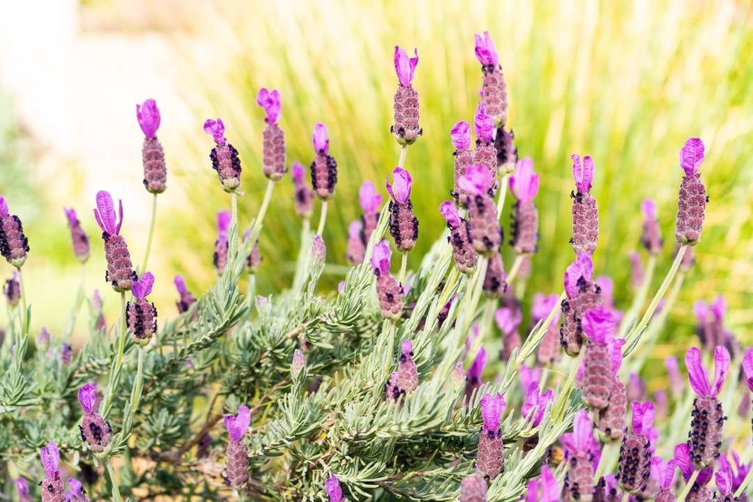 Purple Květinové pupeny v nácvikových čočkách online puzzle