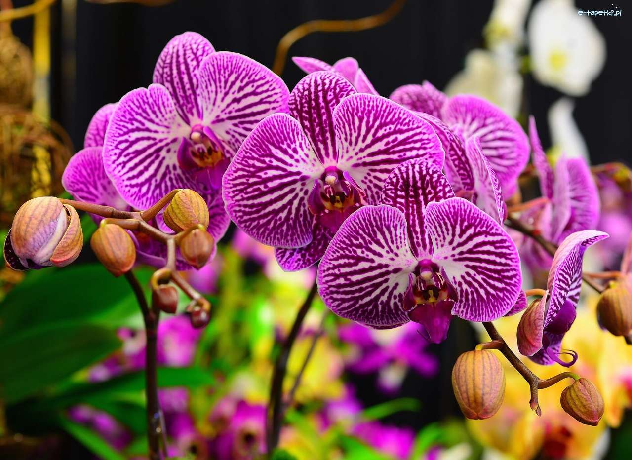 Orchidee. puzzle online