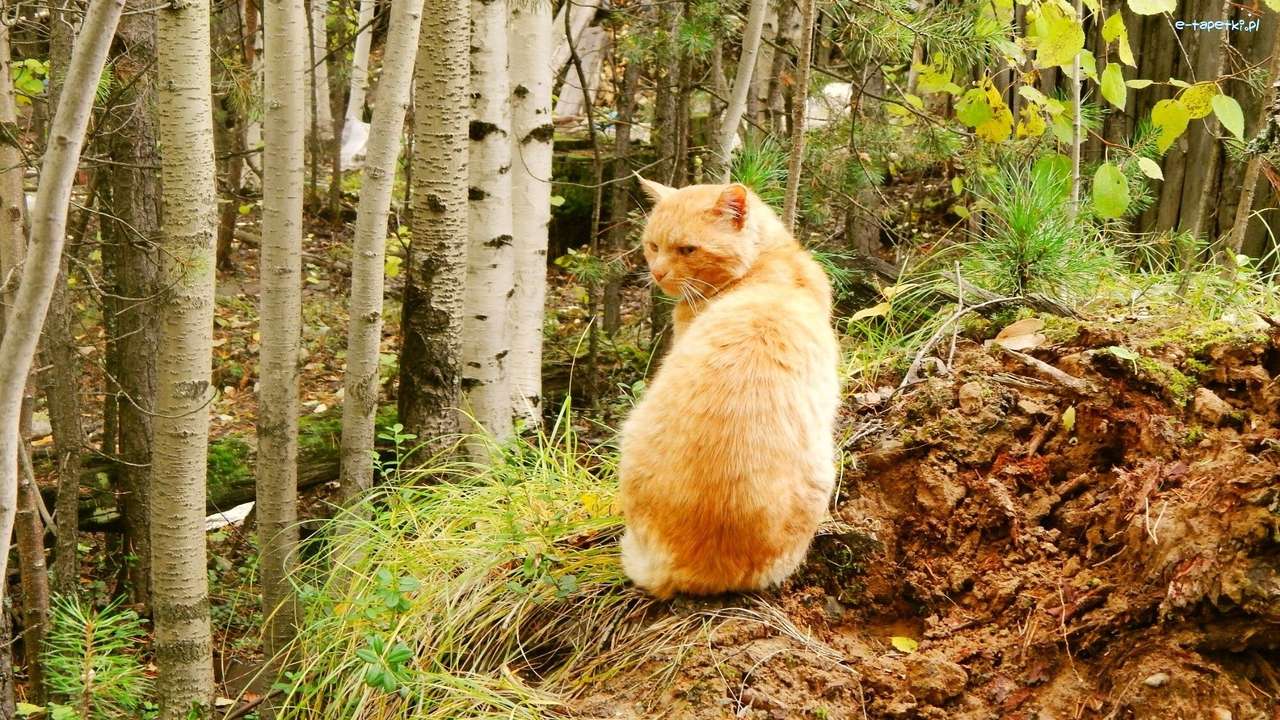 Норвежская лесная кошка онлайн-пазл