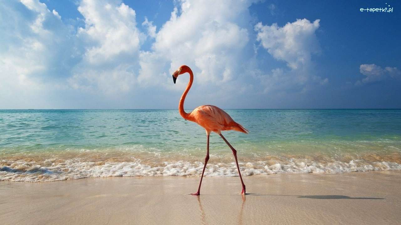 Flamingo on the beach online puzzle
