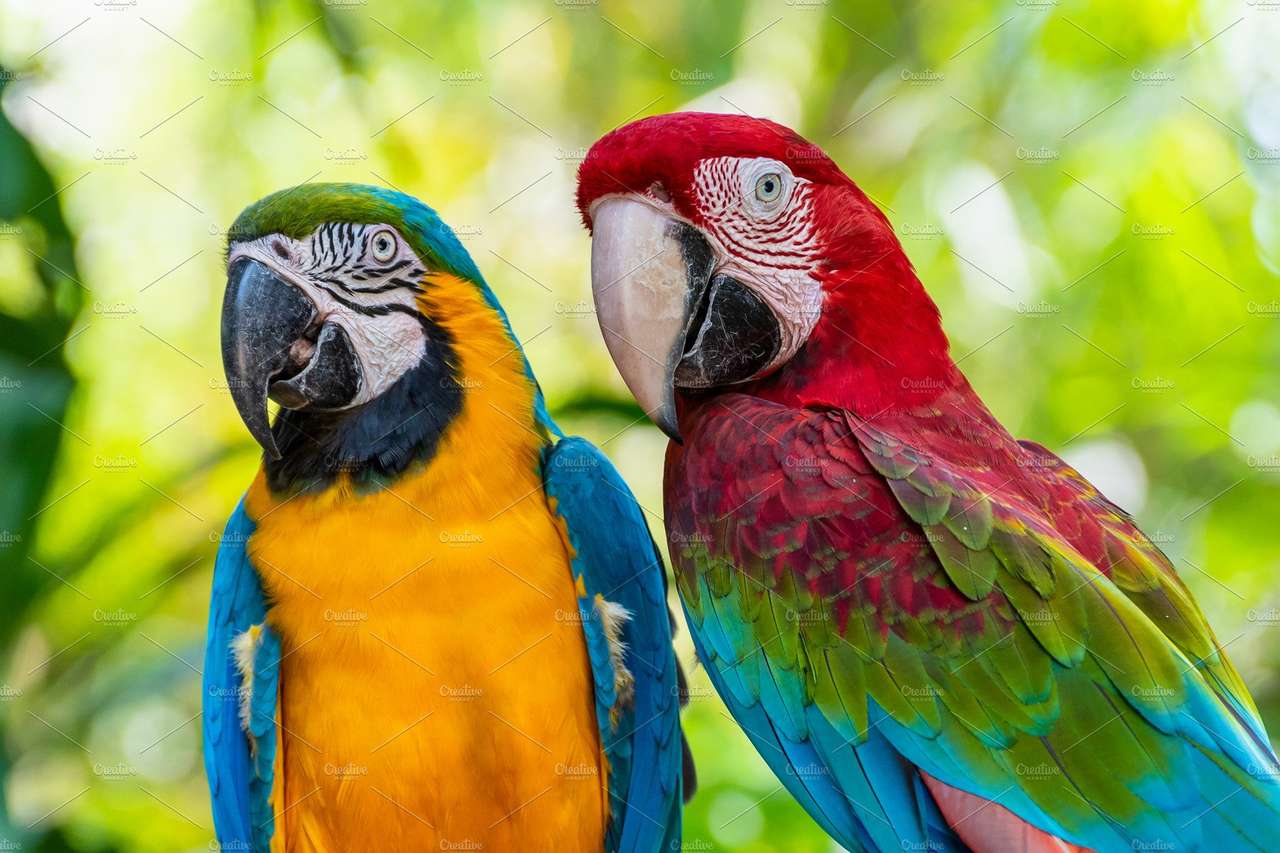 Разноцветные попугаи пазл онлайн