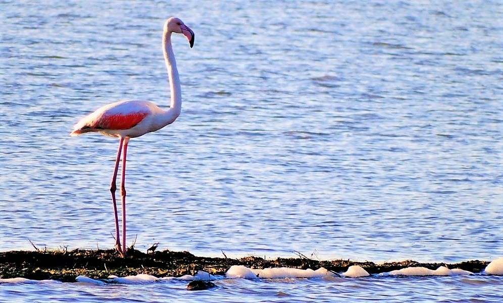 Flamingos à Ulcinj au Monténégro puzzle en ligne