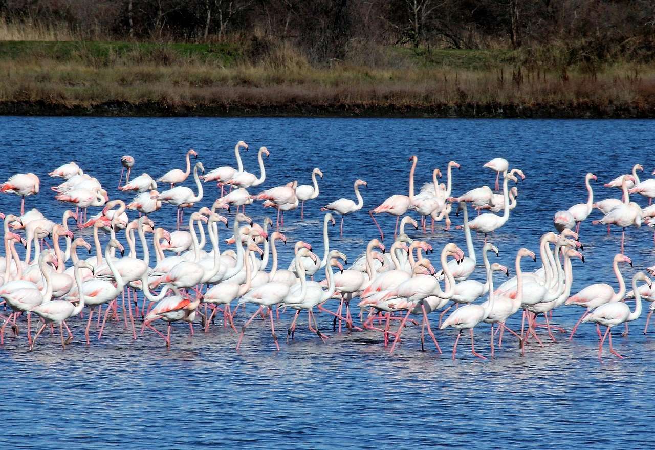 Flamingo's bij Ulcinj in Montenegro legpuzzel online
