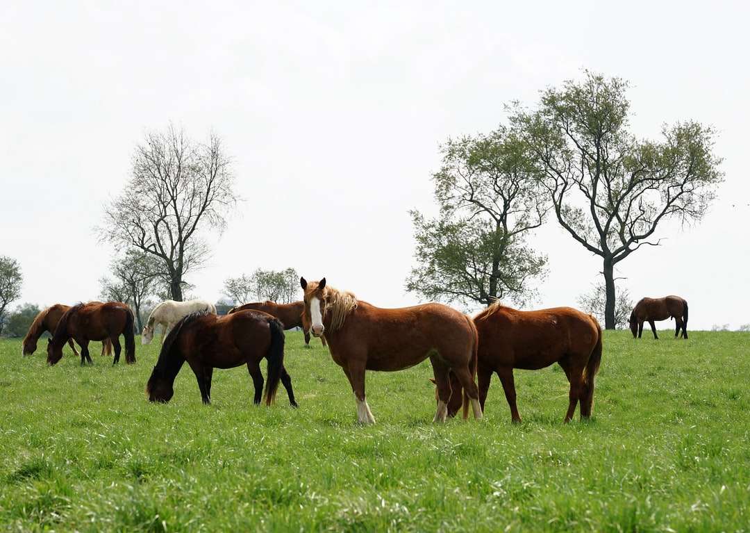 Bruna hästar på grönt gräsfält under dagtid pussel