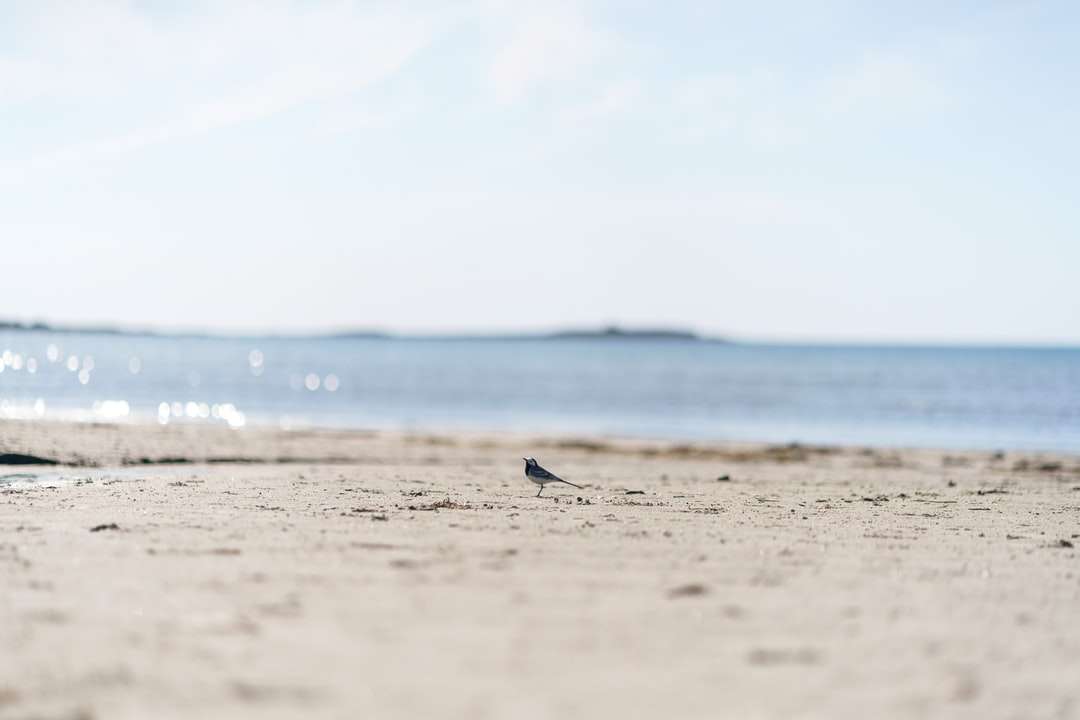 Μαύρο πουλί που πετάει πάνω από τη θάλασσα κατά τη διάρκεια της ημέρας online παζλ