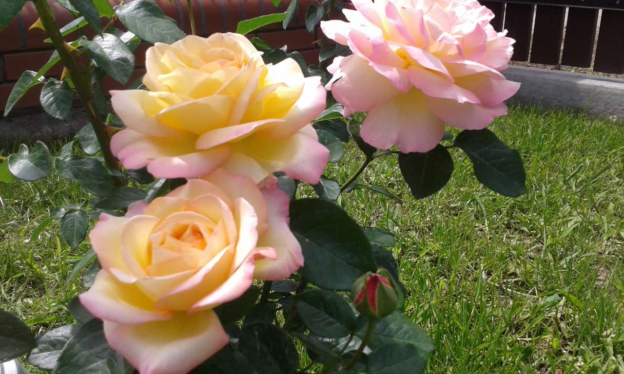садові троянди пазл онлайн