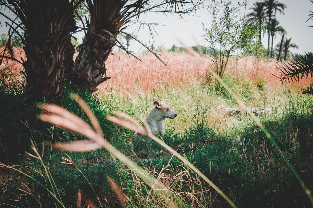 écureuil blanc et brun sur l'herbe verte pendant la journée puzzle en ligne