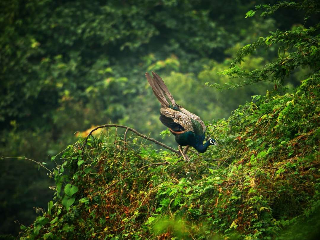 чорно-синій птах на гілці коричневого дерева вдень онлайн пазл