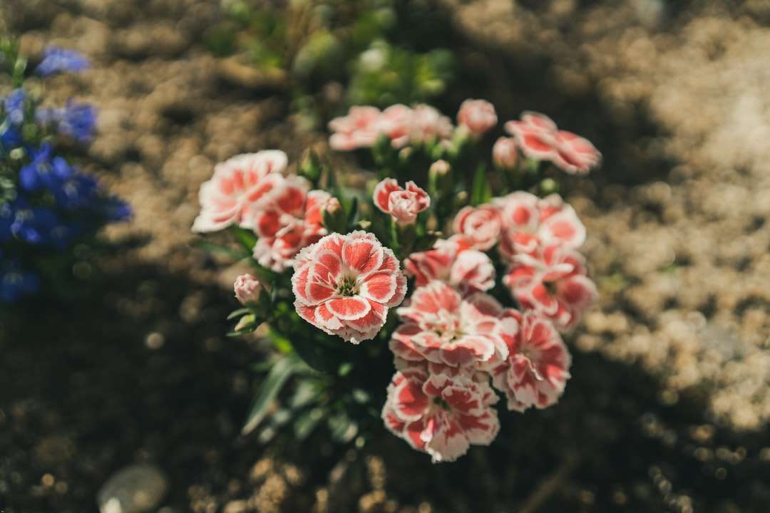 Rosa blommor i tilt shift lins pussel på nätet
