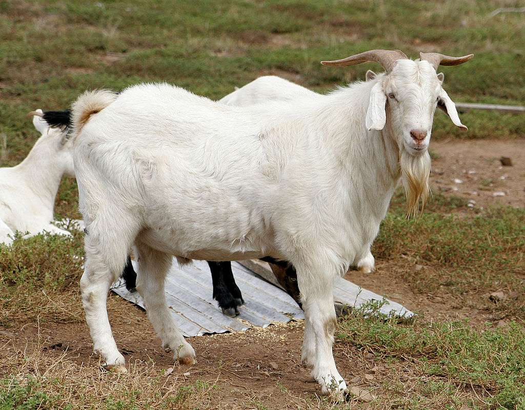 Скоп (коза) пазл онлайн