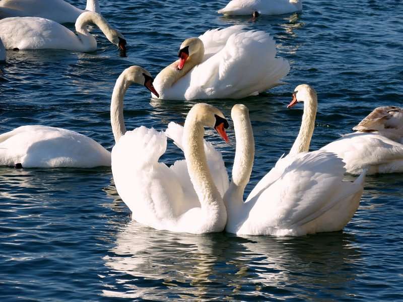 Swans online puzzle