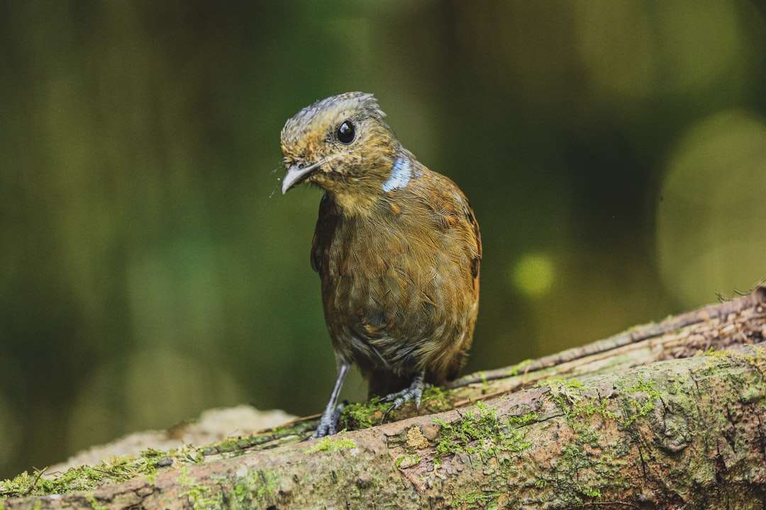 brown and blue bird on brown tree branch online puzzle