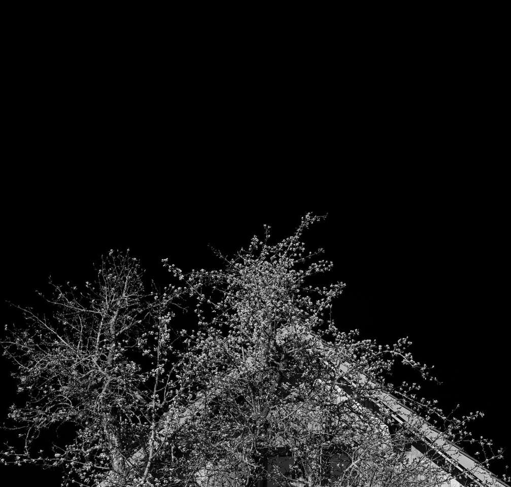 Foto en escala de grises de árboles y plantas. rompecabezas en línea
