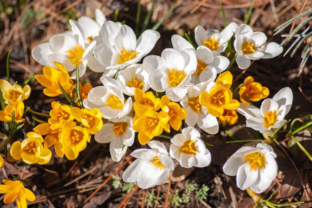 Sárga és fehér nárciszok virágzás közben kirakós online