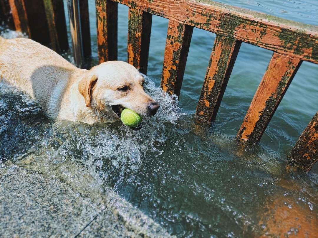 Jaune Labrador retriever mordant boule de tennis verte sur l'eau puzzle en ligne