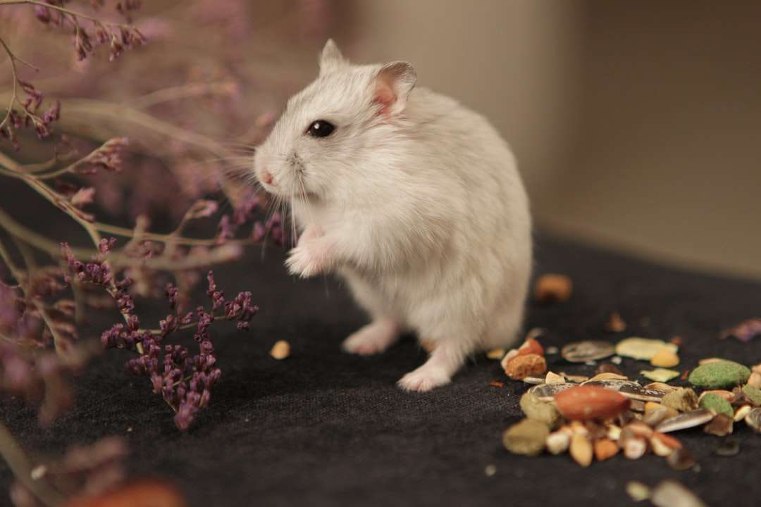 Witte hamster op zwarte textiel online puzzel