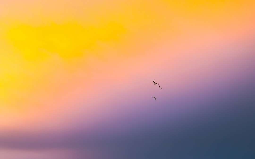 madarak repülnek az égen kirakós online