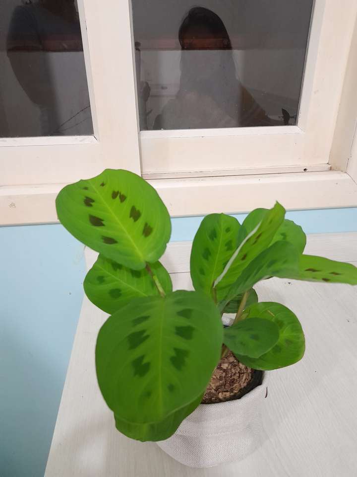 Die Pflanze meines Zimmers Online-Puzzle