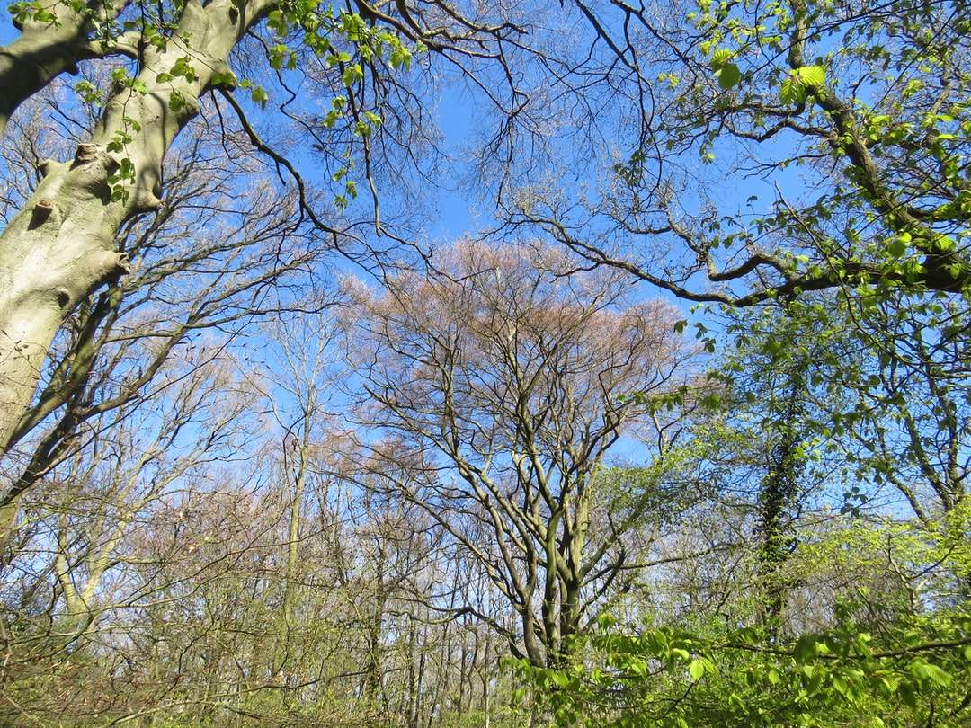 árboles verdes bajo el cielo azul durante el día rompecabezas en línea