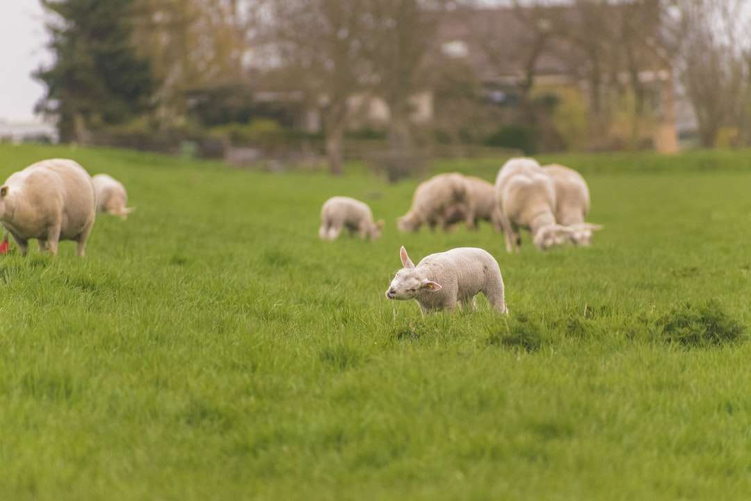 昼間の緑の芝生のフィールドに羊の群れ ジグソーパズルオンライン