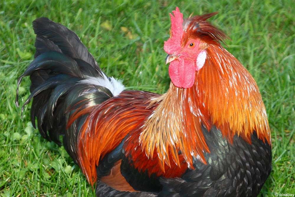 Rooster.... jigsaw puzzle online