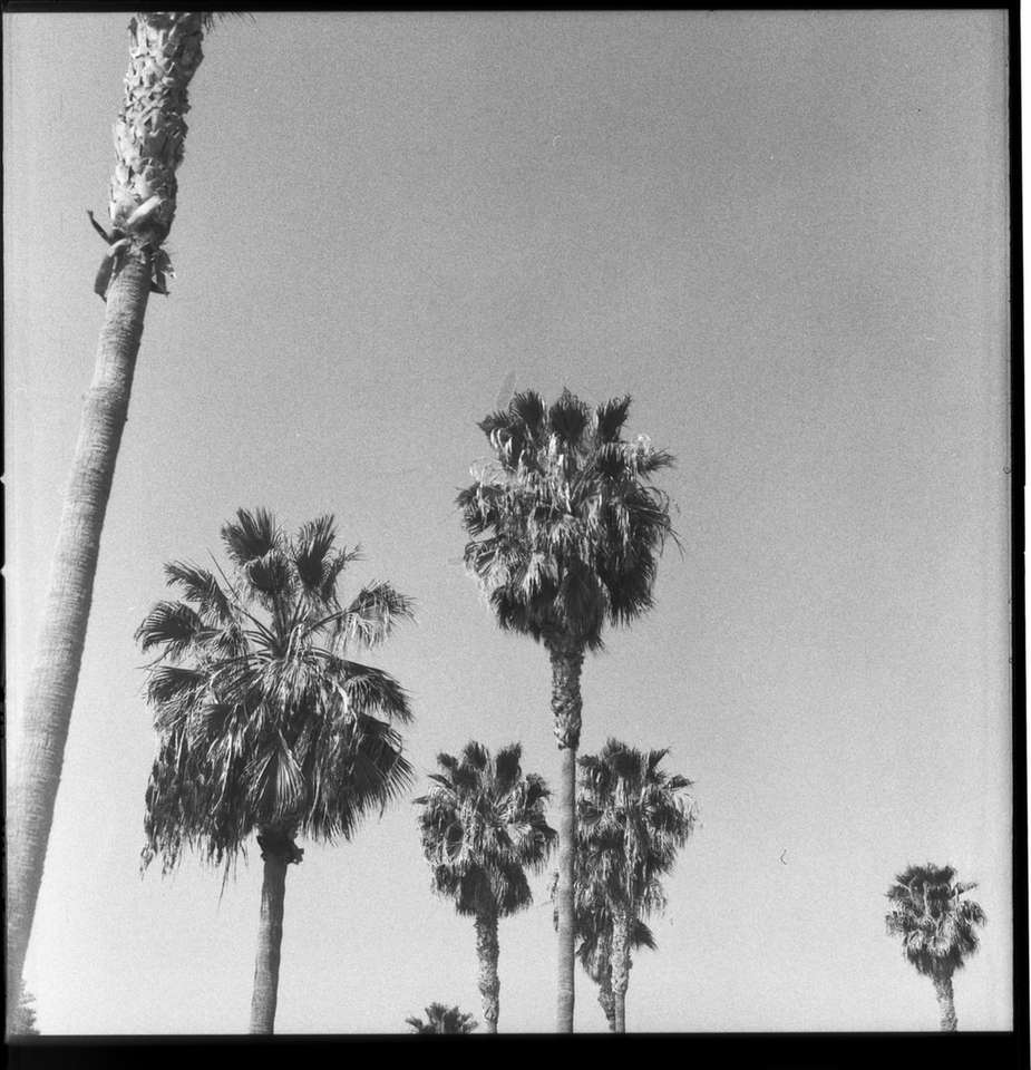 grayscale photo of palm tree online puzzle