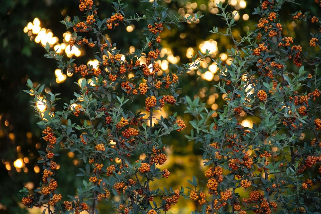 Flori galbene și roșii în lentilă de schimb de înclinare jigsaw puzzle online