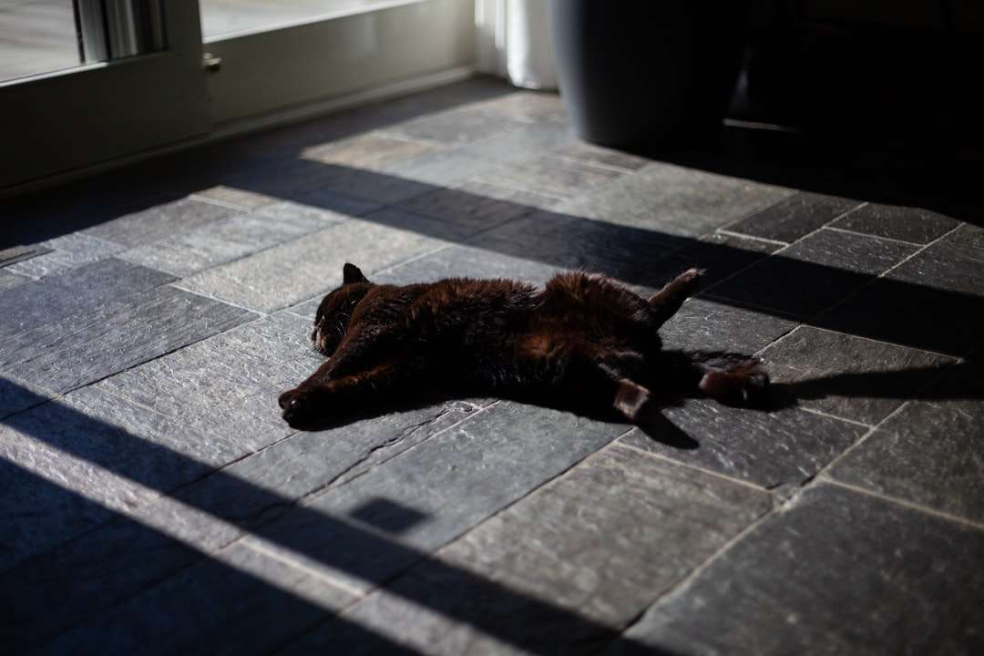 коричнева короткошерста собака середнього розміру онлайн пазл