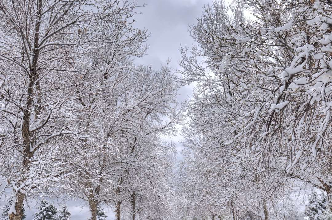 Schnee bedeckte Bäume unter blauem Himmel tagsüber Online-Puzzle