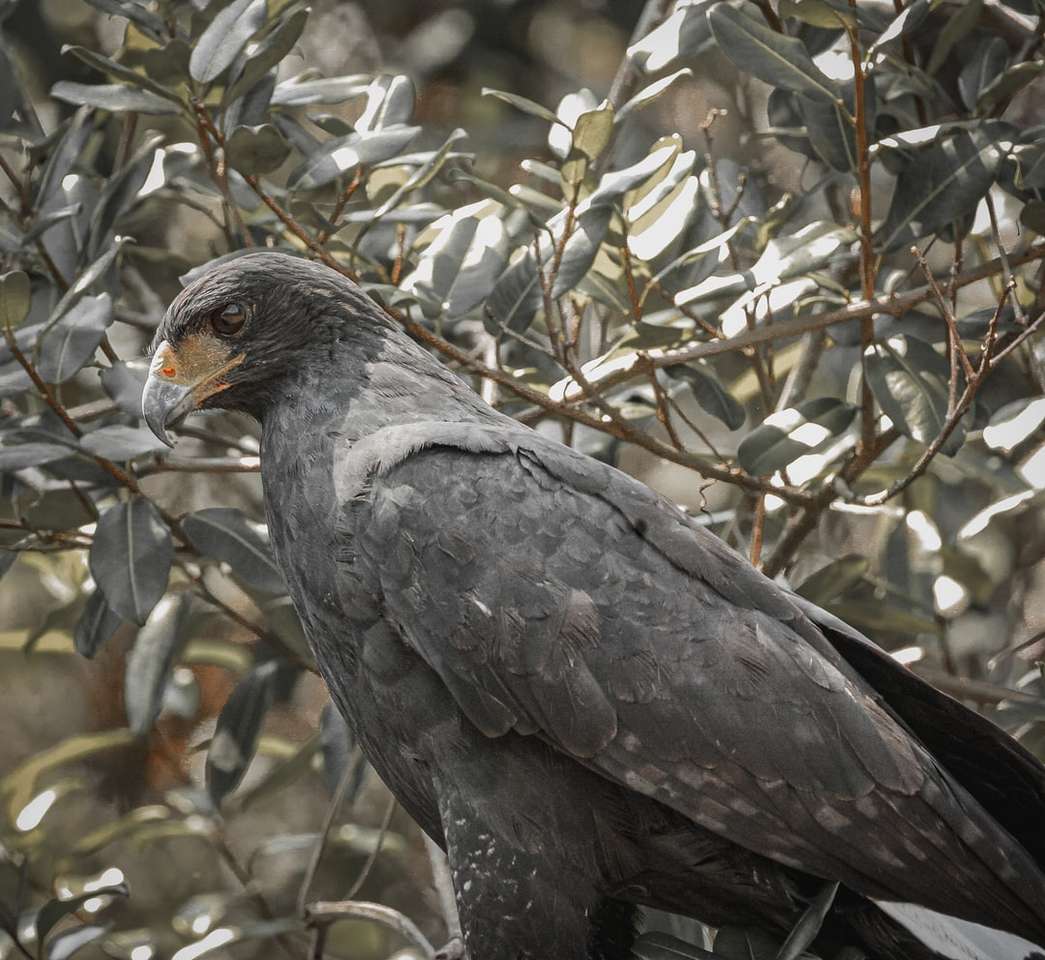 Μαύρο πουλί στο κλαδί δέντρου κατά τη διάρκεια της ημέρας παζλ online
