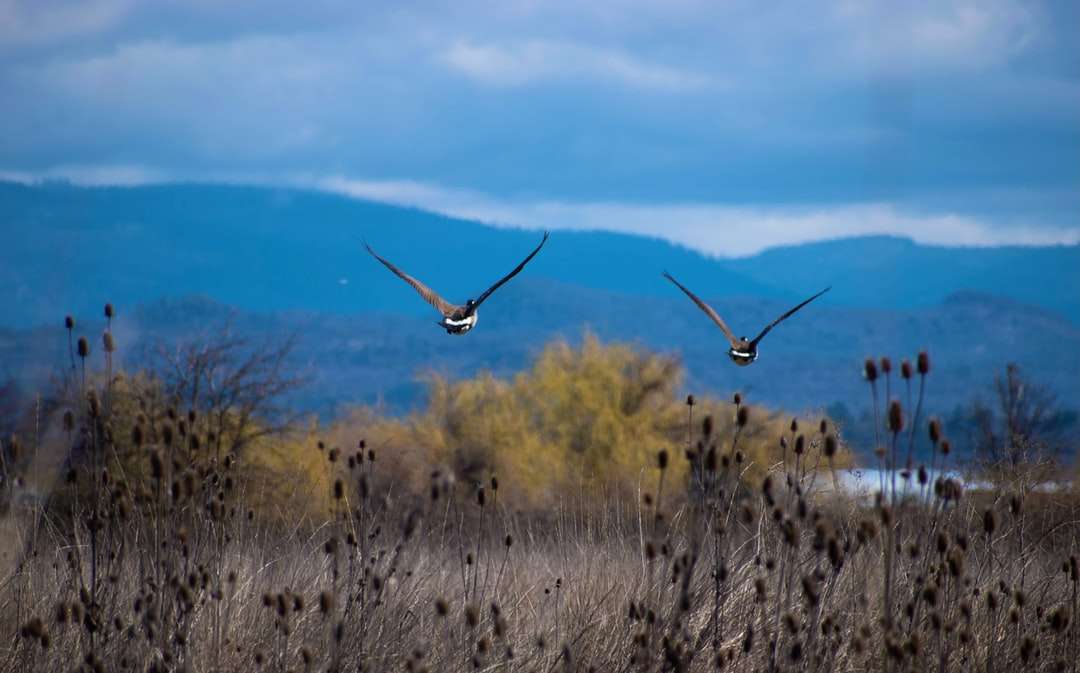 Pássaro marrom e branco voando sobre campo de grama marrom quebra-cabeças online