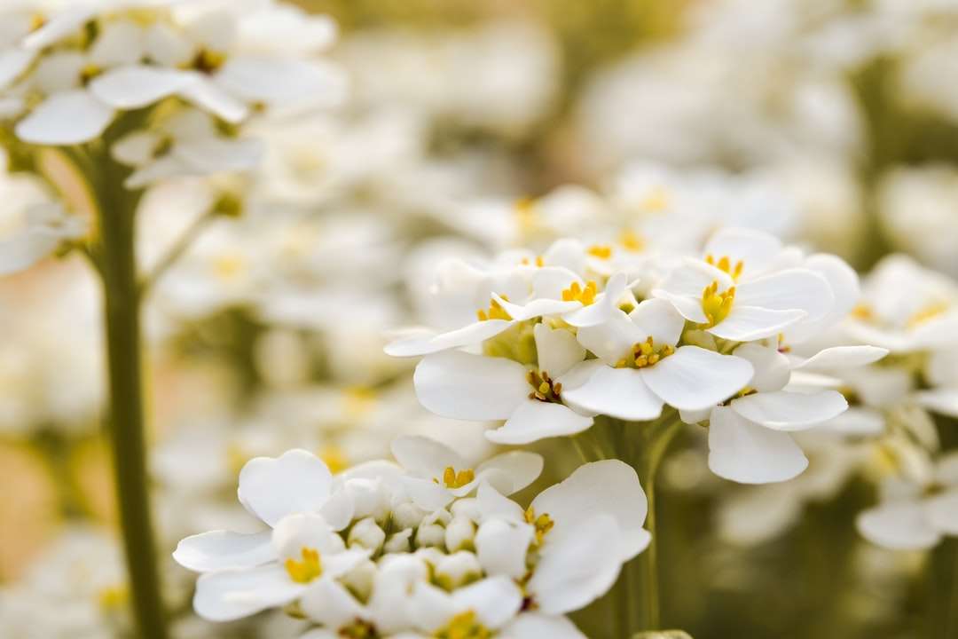 Witte en gele bloemen in tilt shift-lens legpuzzel online