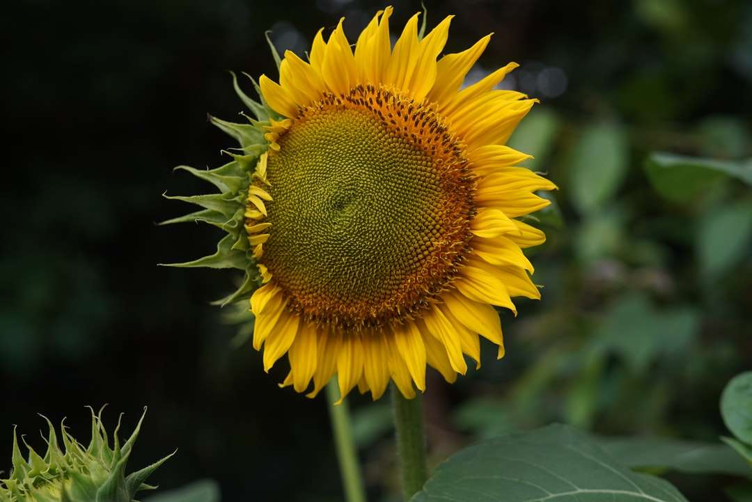 Жълт слънчоглед в затворена фотография онлайн пъзел