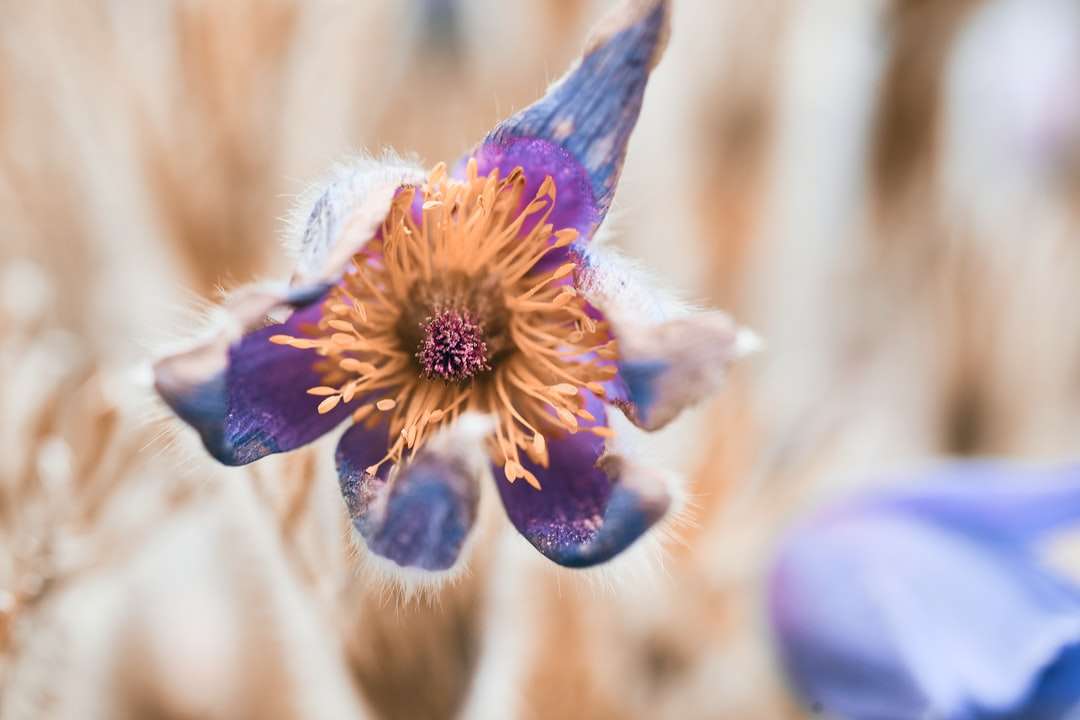 purple and yellow flower in tilt shift lens jigsaw puzzle online