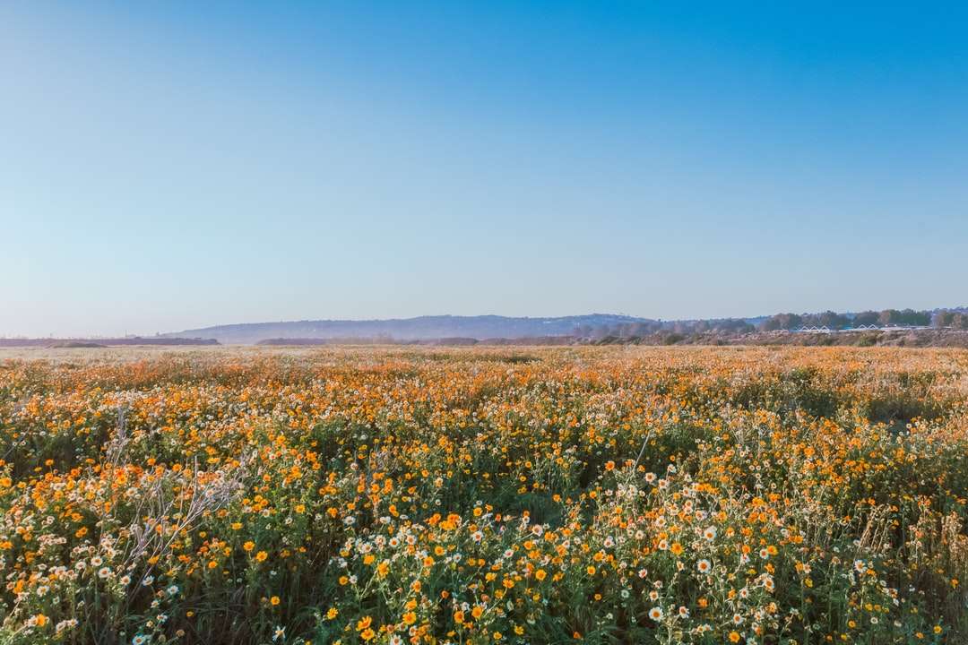 Geel bloemgebied onder blauwe hemel overdag legpuzzel online