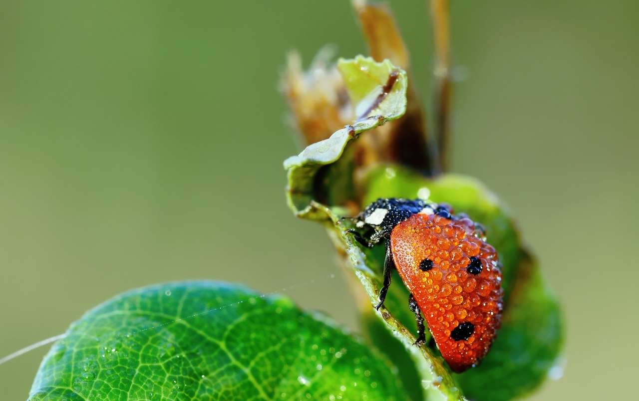 Дива природа: насекоми онлайн пъзел
