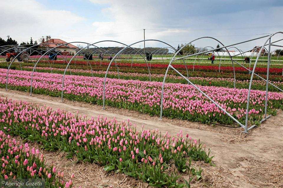 Cultivo de tulipán en el campo. rompecabezas en línea