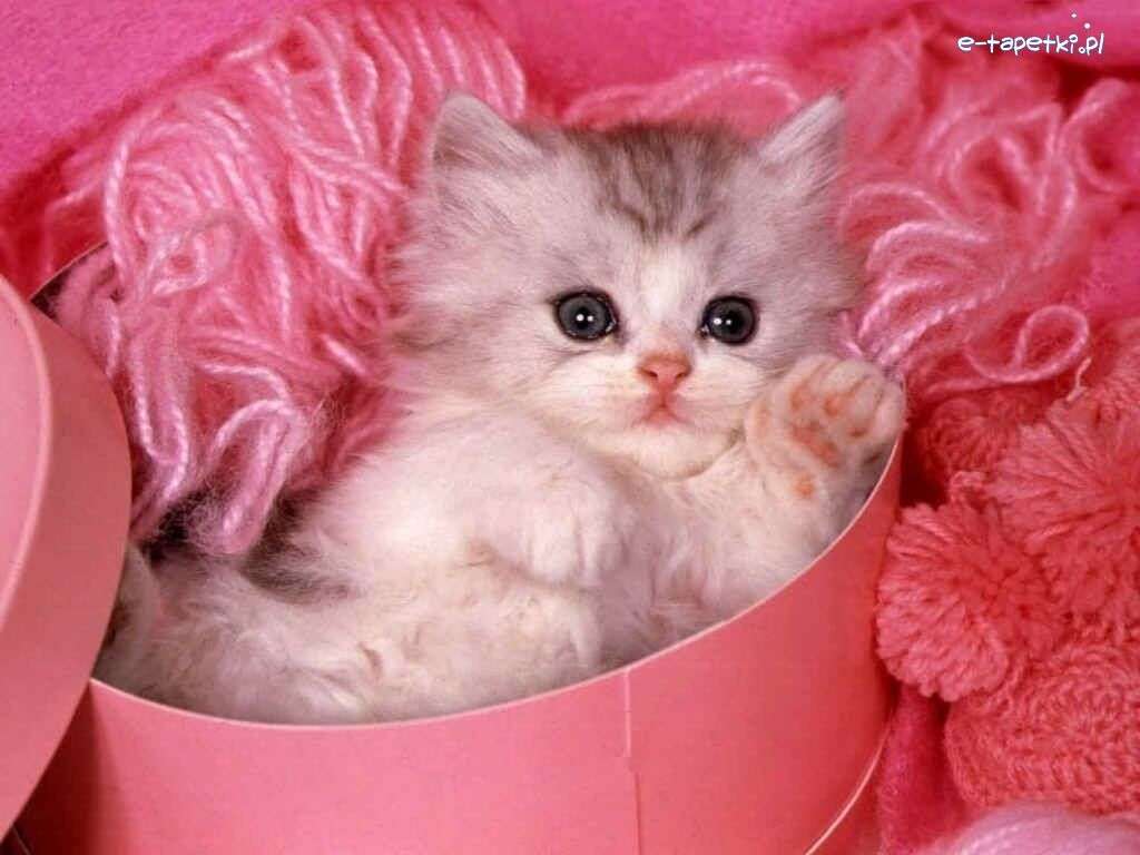 Μικρό γατάκι σε ένα κουτί παζλ online